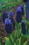 mynd Vínber Hyacinth einkenni