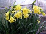 foto I fiori domestici Narcisi, Daffy Giù Dilly erbacee (Narcissus), giallo