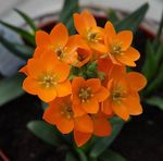 foto I fiori domestici Cadenti Stella Di Betlemme erbacee (Ornithogalum), arancione