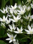 foto I fiori domestici Cadenti Stella Di Betlemme erbacee (Ornithogalum), bianco