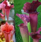 Photo House Flowers Pitcher Plant (Sarracenia), claret
