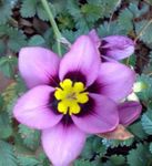 foto I fiori domestici Sparaxis erbacee , lilla