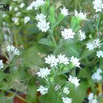 foto I fiori domestici Stevia, Dolce Foglia Del Paraguay, Dolce-Erbe, Miele Yerba, Honeyleaf, Caramelle Foglia erbacee , bianco