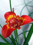 Foto Tigridia, Mexikanische Shell-Blume grasig , rot