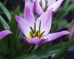 Foto Topfblumen Tulpe grasig (Tulipa), flieder