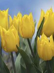 Foto Topfblumen Tulpe grasig (Tulipa), gelb