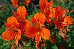 foto I fiori domestici Giglio Peruviano erbacee (Alstroemeria), arancione