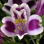 foto I fiori domestici Giglio Peruviano erbacee (Alstroemeria), lilla