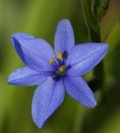 foto I fiori domestici Blu Giglio Mais erbacee (Aristea ecklonii), bianco