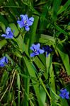 foto I fiori domestici Blu Giglio Mais erbacee (Aristea ecklonii), azzurro