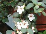 foto I fiori domestici Centrale Campanula Americano (Codonanthe), bianco
