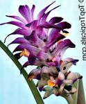 Фото Домашні Квіти Куркума трав'яниста (Curcuma), фіолетовий
