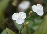 foto I fiori domestici Velo Da Sposa Tahitian erbacee (Gibasis), bianco