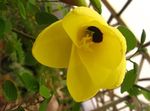 Foto Maja lilled Orhidee Puu (Bauhinia), kollane
