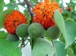 fotografie Flori de Casa Dud Hârtie copac (Broussonetia papyrifera), portocale