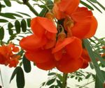foto I fiori domestici Rattlebox Rosso gli arbusti (Sesbania), rosso