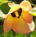 fotografie Flori de Casa Portoe Asian, Asian Portia Pitic, Hibiscus Mare copac (Thespesia), portocale