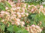 Foto Topfblumen Seidenbaum bäume (Albizia julibrissin), rosa
