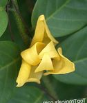 foto I fiori domestici Mitrephora gli alberi (Mitrephora vandaeflora), giallo