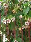 foto I fiori domestici Strofanto la liana (Strophanthus), bianco
