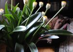 Foto Topfblumen Pinsel, Blutlilie, Meer Ei, Puderquaste grasig (Haemanthus), weiß