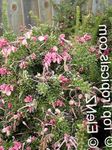 foto I fiori domestici Grevillea gli arbusti (Grevillea sp.), rosa