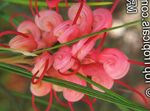 foto I fiori domestici Grevillea gli arbusti (Grevillea sp.), rosso