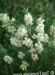 foto I fiori domestici Tea Tree gli alberi (Melaleuca alternifolia), bianco