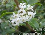 foto I fiori domestici Delavay Osmanto, Delavay Tè Oliva gli arbusti (Osmanthus delavayi), bianco