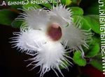 Foto Hus Blomster Alsobia hængende plante , hvid