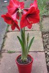 Photo House Flowers Amaryllis herbaceous plant (Hippeastrum), red
