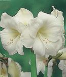 Photo House Flowers Amaryllis herbaceous plant (Hippeastrum), white