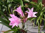 Photo House Flowers Crinum herbaceous plant , pink
