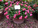 Photo House Flowers Patience Plant, Balsam, Jewel Weed, Busy Lizzie (Impatiens), pink