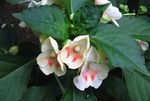 fotografie Flori de Casa Plantă Răbdare, Balsam, Bijuterie Buruienilor, Ocupat Lizzie planta erbacee (Impatiens), alb