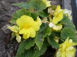 Photo House Flowers Begonia herbaceous plant , yellow