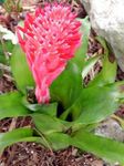 Photo House Flowers Billbergia herbaceous plant , red