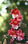 Photo House Flowers Vuylstekeara-cambria herbaceous plant , red