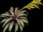 Foto Hus Blomster Vriesea urteagtige plante , gul