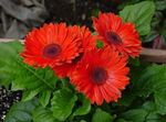 foto I fiori domestici Margherita Transvaal erbacee (Gerbera), rosso