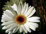 foto I fiori domestici Margherita Transvaal erbacee (Gerbera), bianco
