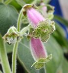 fénykép Ház Virágok Fa Csuporka lágyszárú növény (Kohleria), halványlila