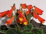 снимка Интериорни цветове Smithiantha тревисто , червен