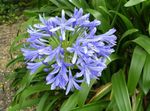 Photo House Flowers African blue lily herbaceous plant (Agapanthus umbellatus), light blue