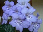 fotoğraf Evin çiçekler Strep otsu bir bitkidir (Streptocarpus), açık mavi