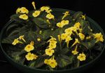 Photo House Flowers Episcia herbaceous plant , yellow