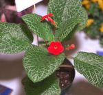 Photo House Flowers Episcia herbaceous plant , red