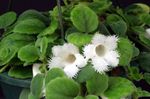 Photo House Flowers Episcia herbaceous plant , white
