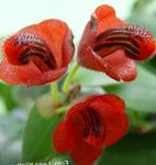 foto I fiori domestici Pianta Rossetto,  erbacee (Aeschynanthus), rosso