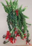 Foto Topfblumen Lippenstift-Anlage,  grasig (Aeschynanthus), rot